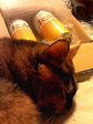 猫とビール